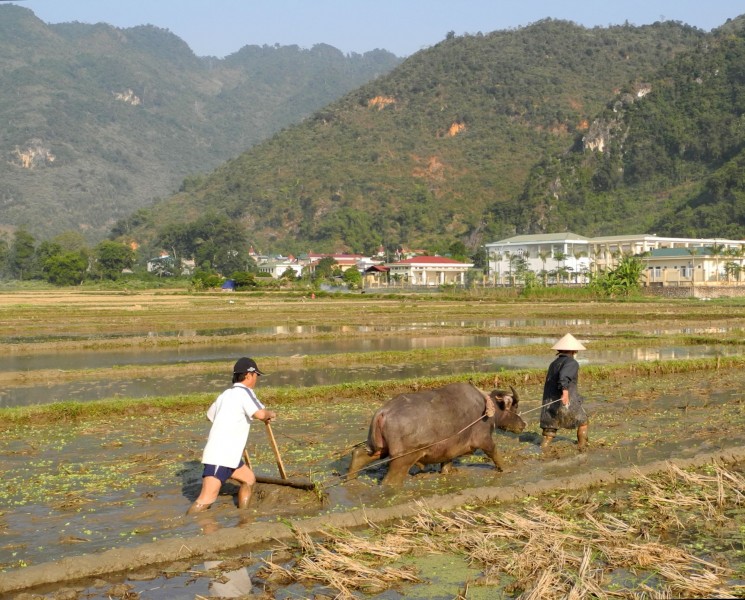 Mai Chau - Arbeit mit Wasserbüffel im Reisfeld