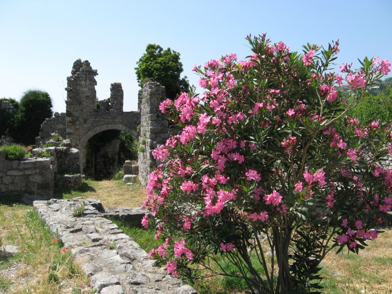 Blossoming bush in Bar town, Montenegro, Europe, picture 16