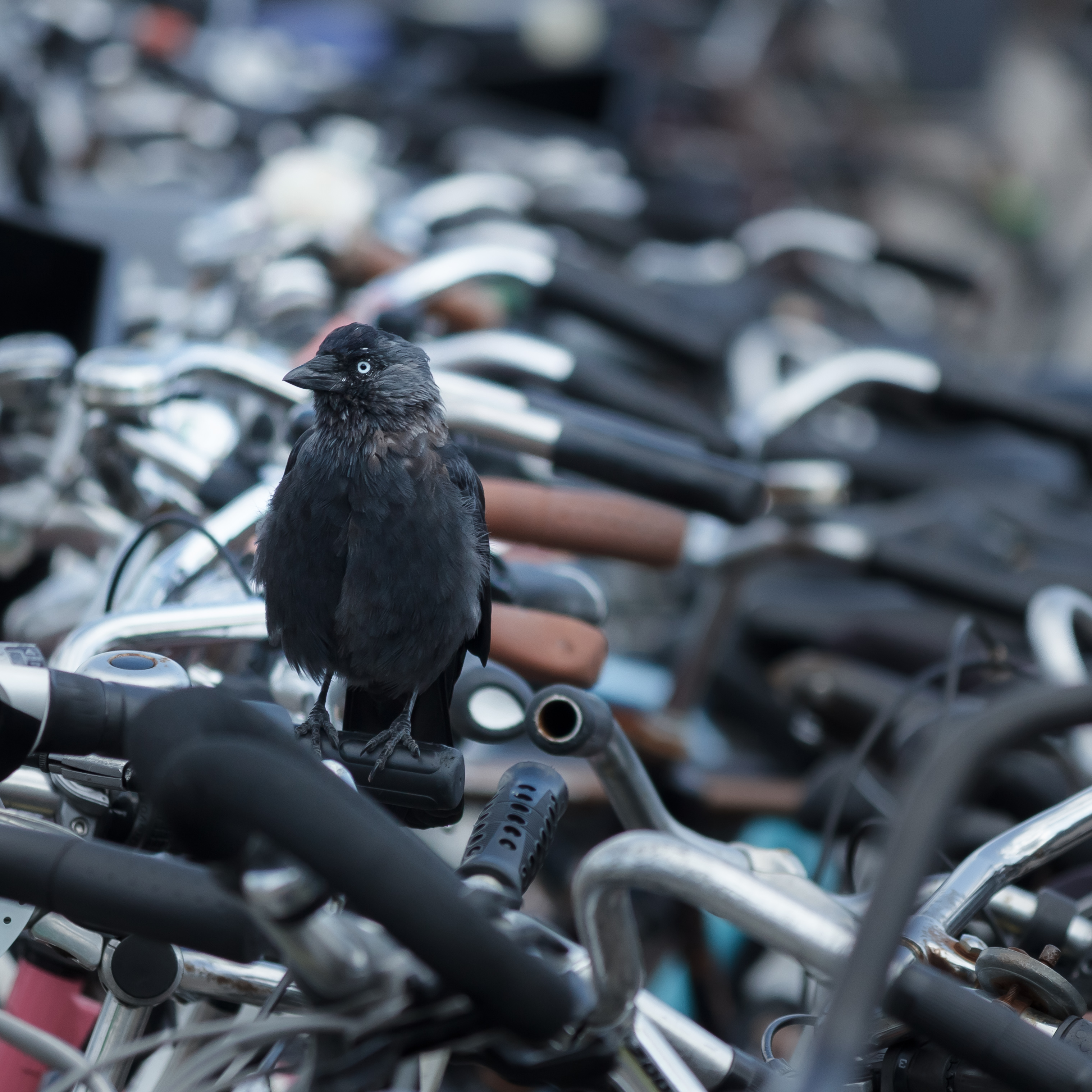 Jackdaw on bicycle handle bars Bustation Amsterdam Sloterdijk 2016-09-12-6540
