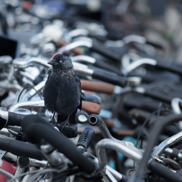 Jackdaw on bicycle handle bars Bustation Amsterdam Sloterdijk 2016-09-12-6540