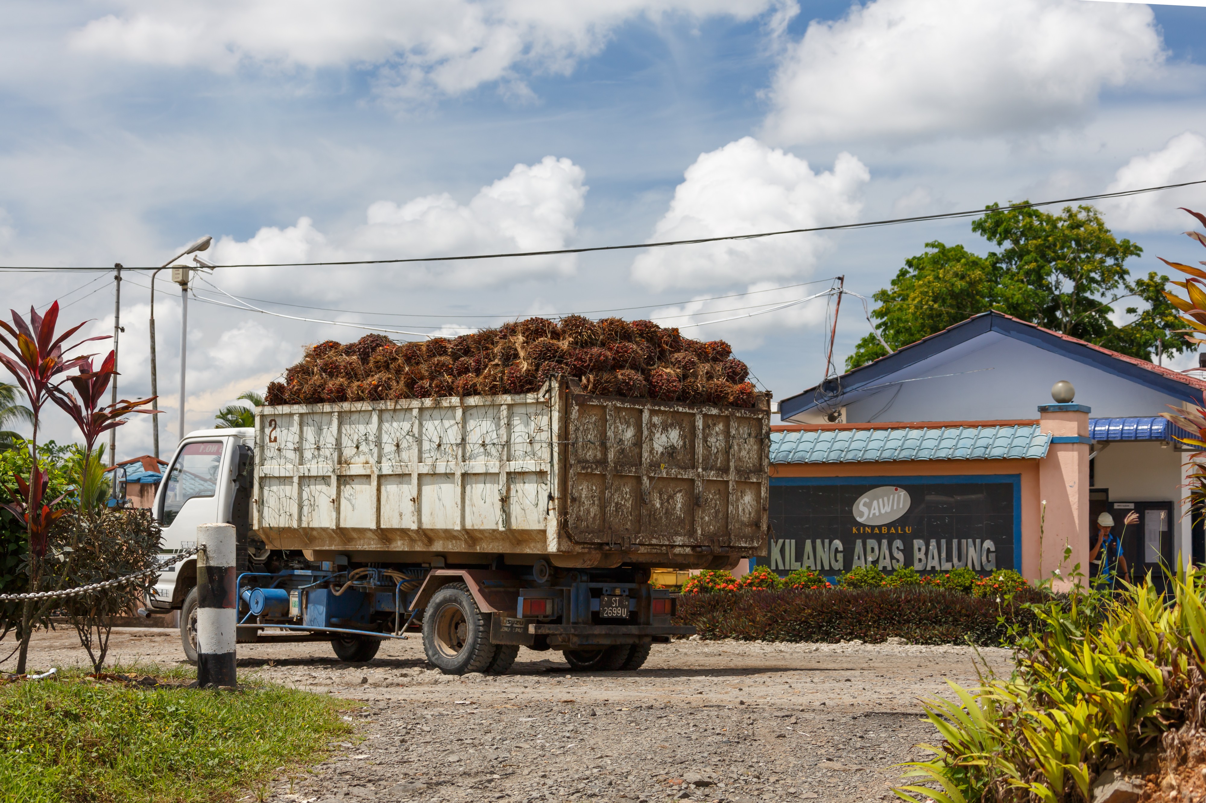 Balung Tawau Sabah Apas-Balung-Mill-04