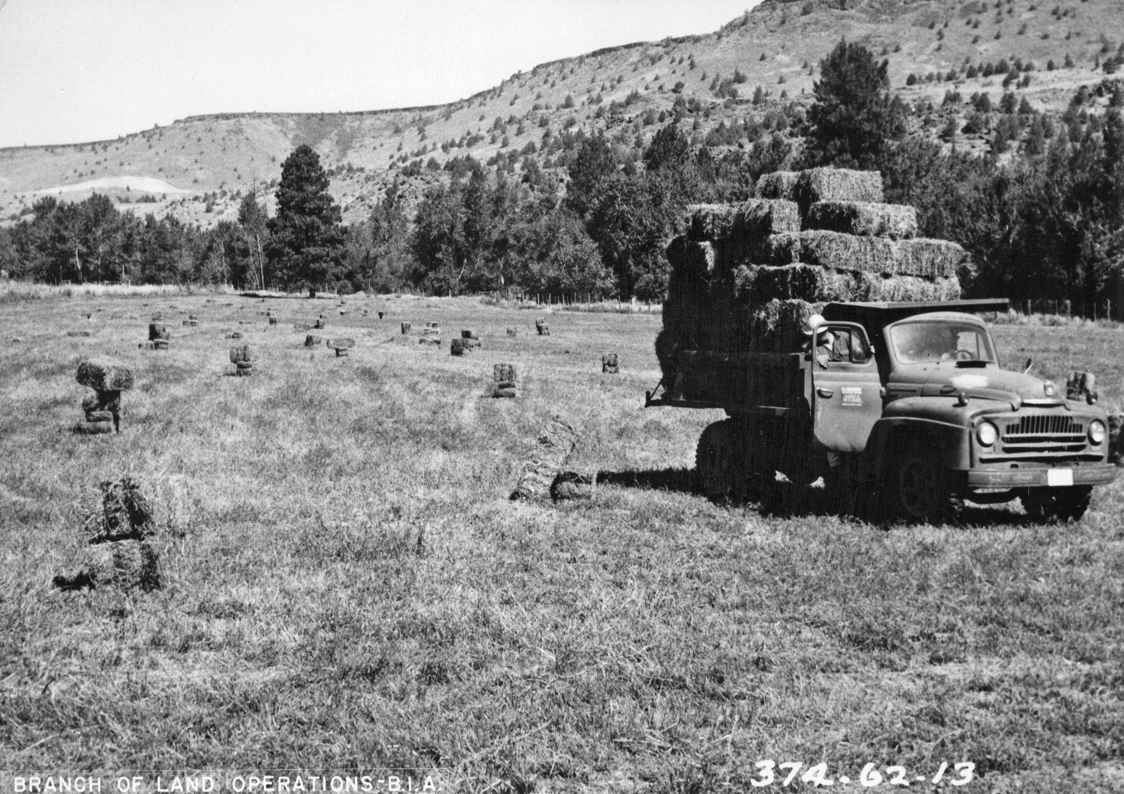 Alfalfa field maintained by the 4-H boys after cutting (5858489316)