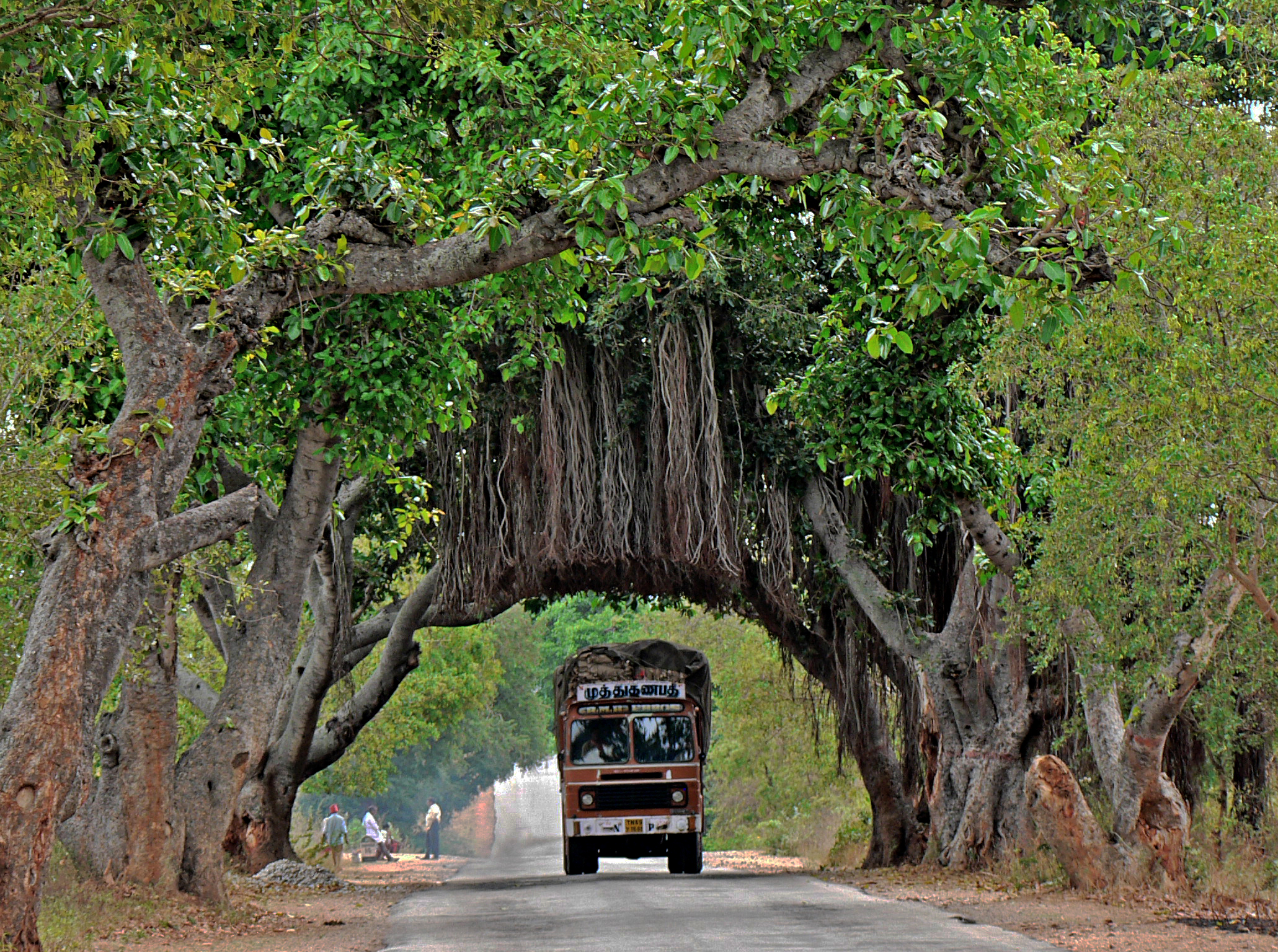 Banyans along road P1010720 (cropped)
