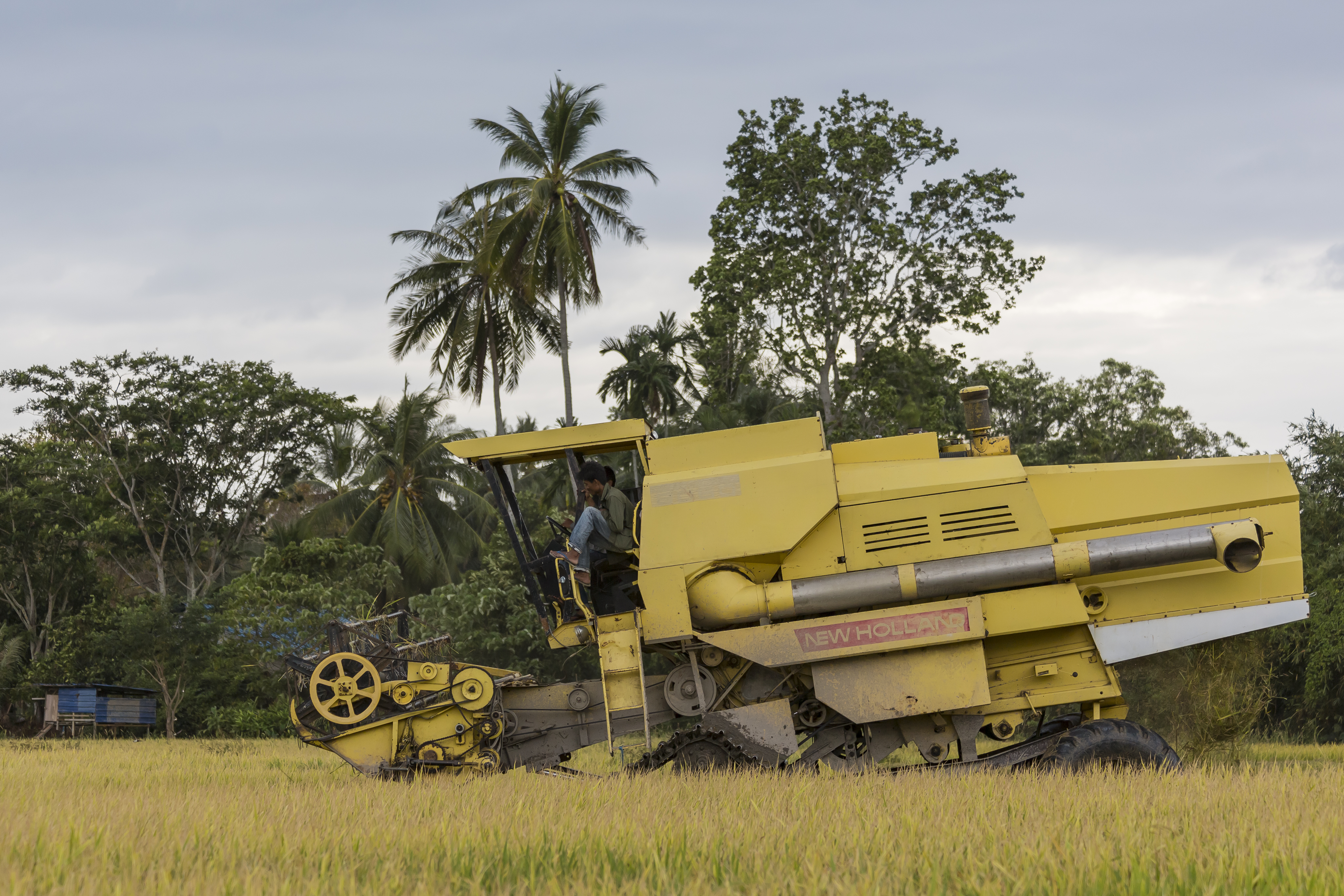 Langkawi Malaysia Rice-Harvesting-11