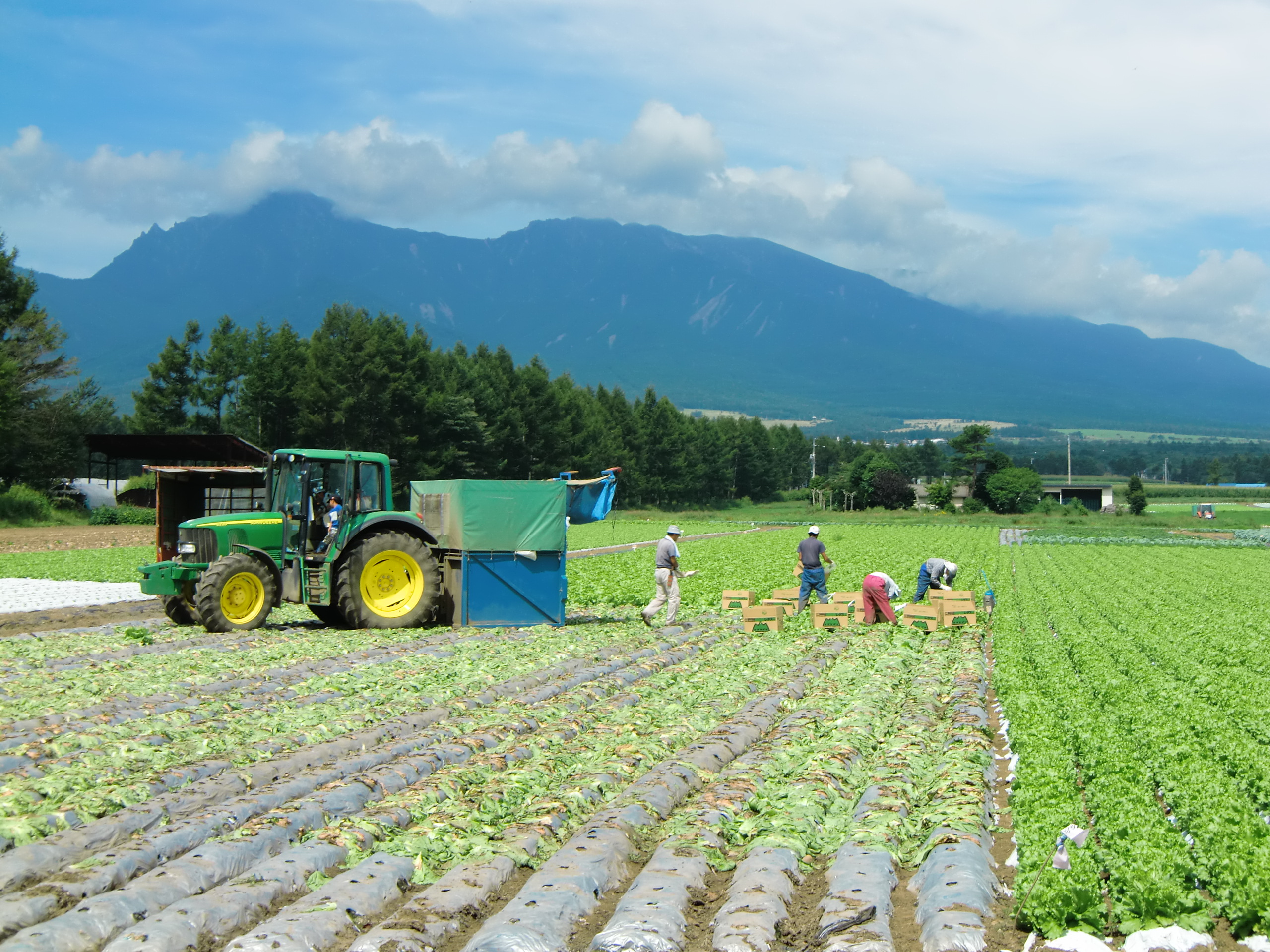 Lettuce harvest in Nobeyama