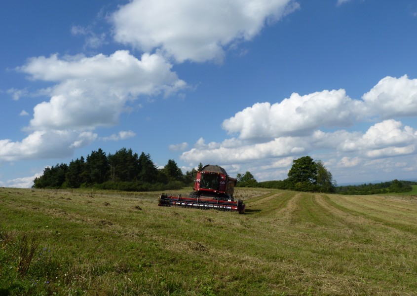 Hoslovice, pole při sekání