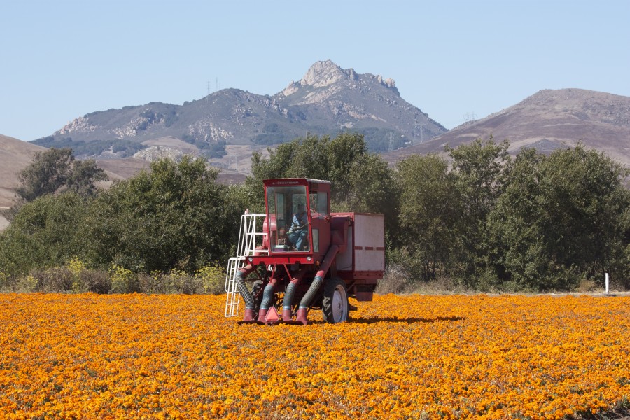 Marigold seed collection in California