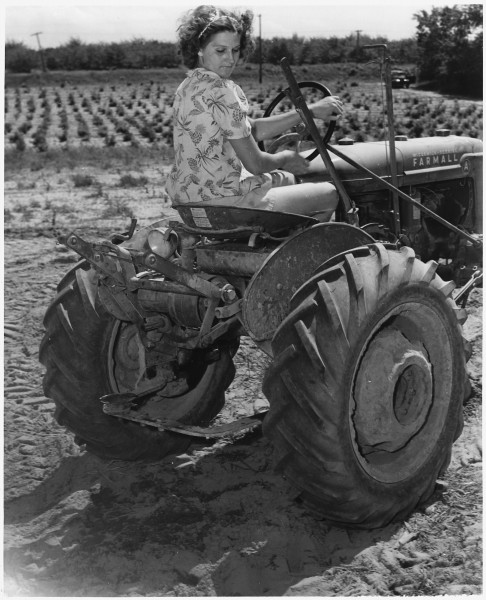 Mrs. William Wood manages a one hundred and twenty acre farm in Coloma, Michigan, with little male assitance. - NARA - 196428