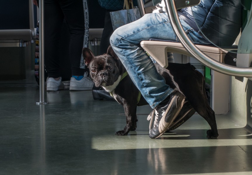 Vitoria - Tranvía - Perro 01