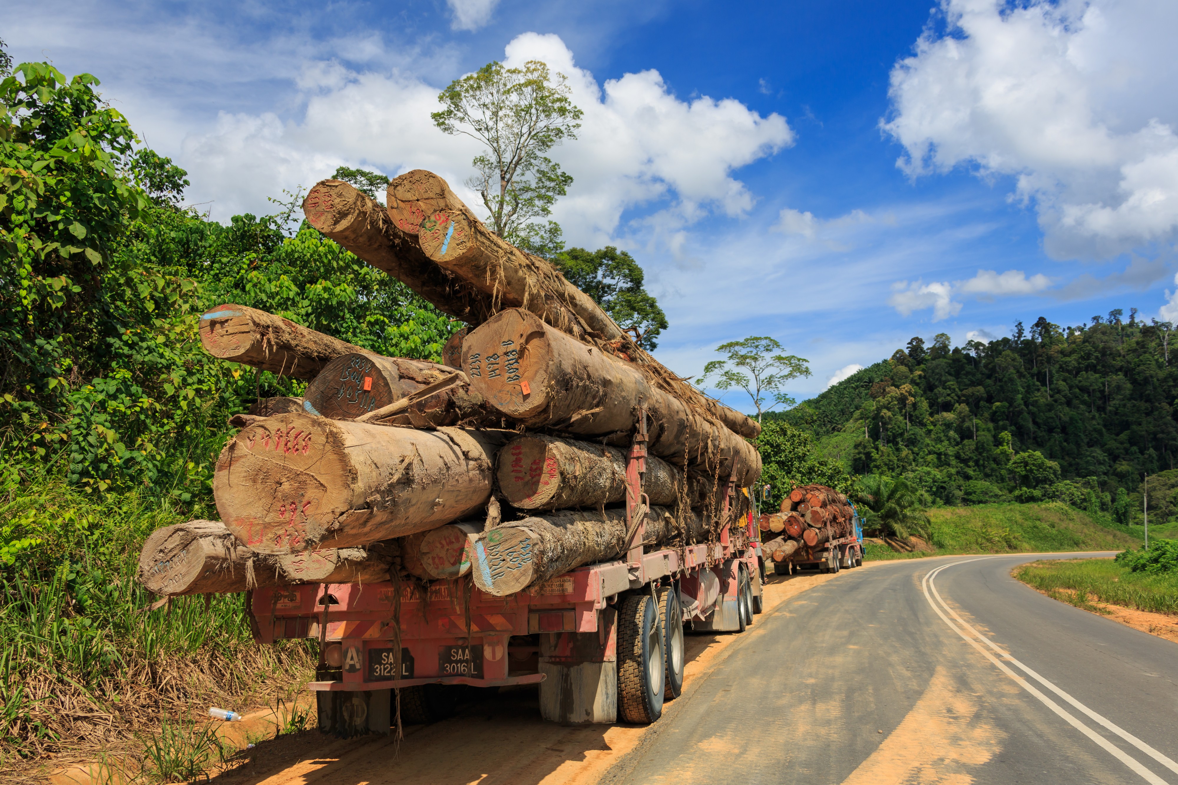District-Tawau Sabah Logging-Trucks-01