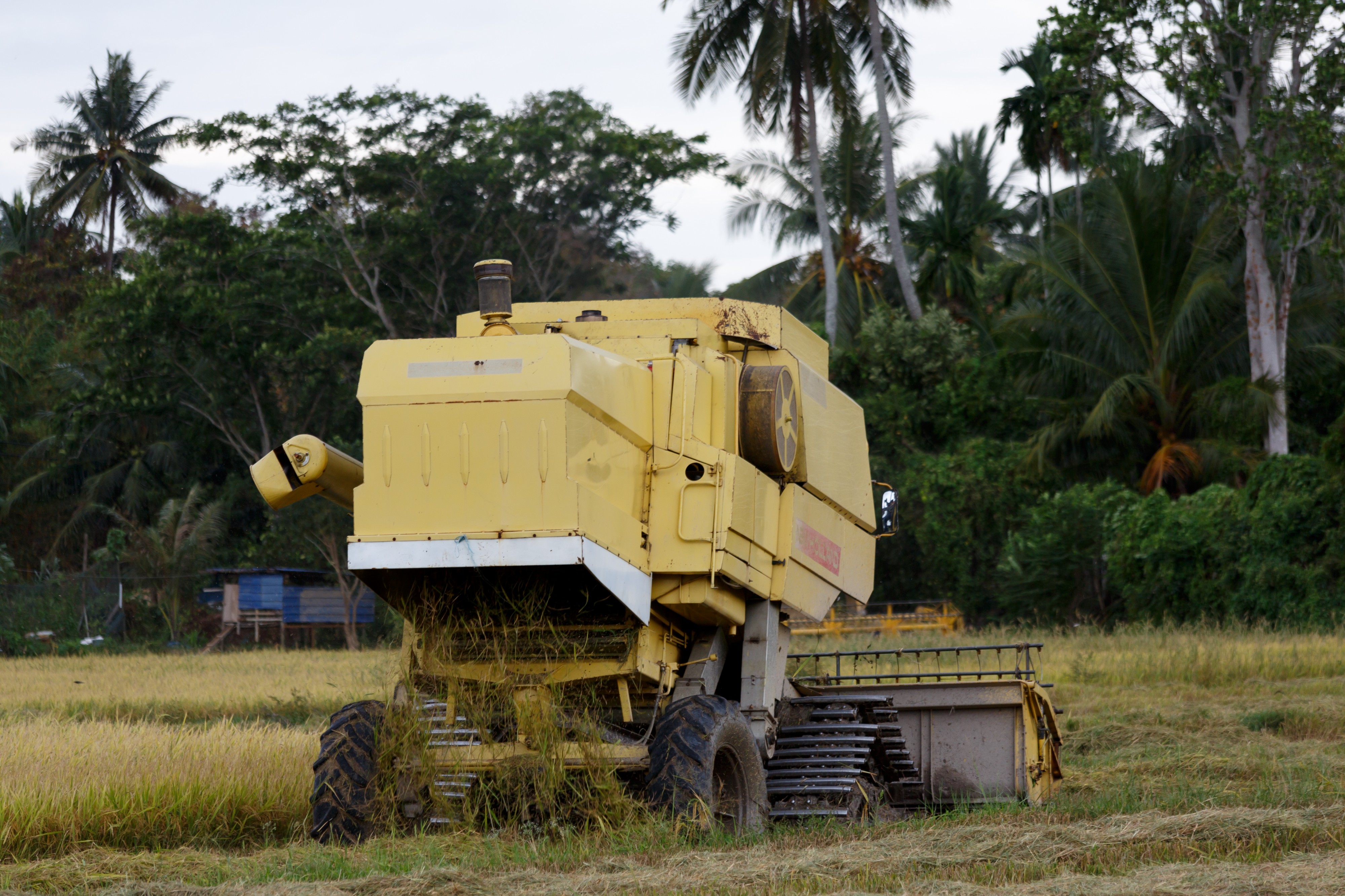 Langkawi Malaysia Rice-Harvesting-06