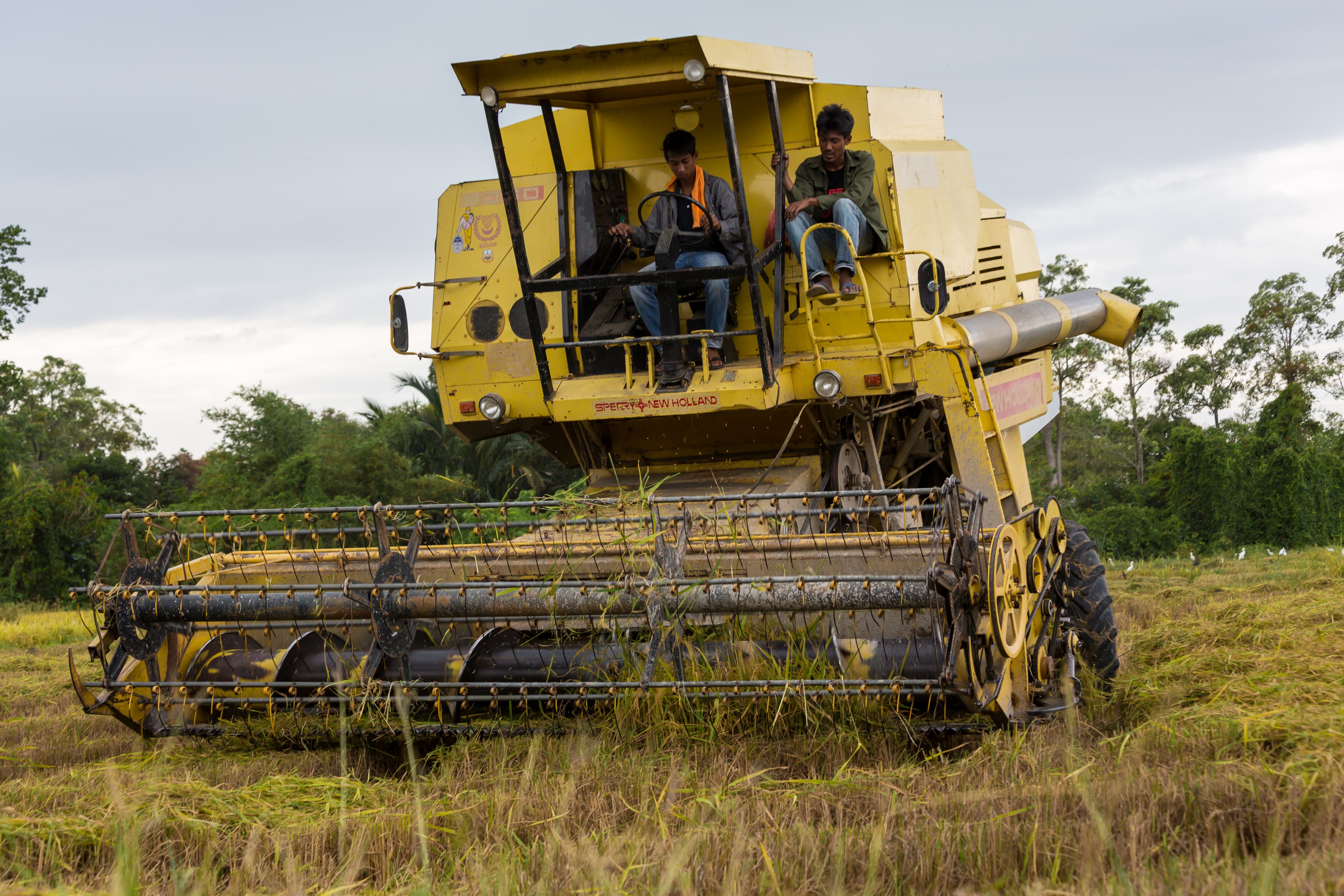 Langkawi Malaysia Rice-Harvesting-08