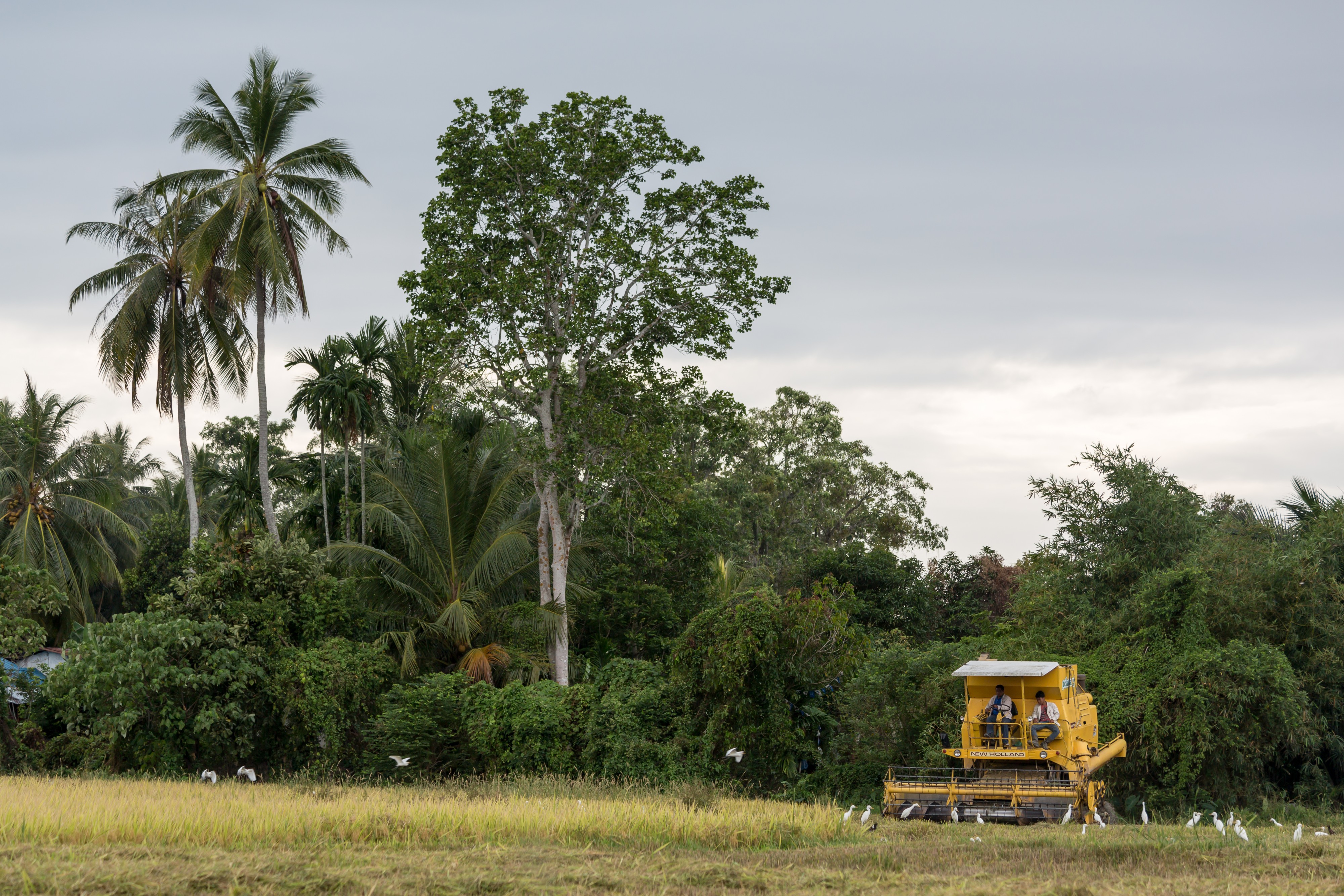 Langkawi Malaysia Rice-Harvesting-09