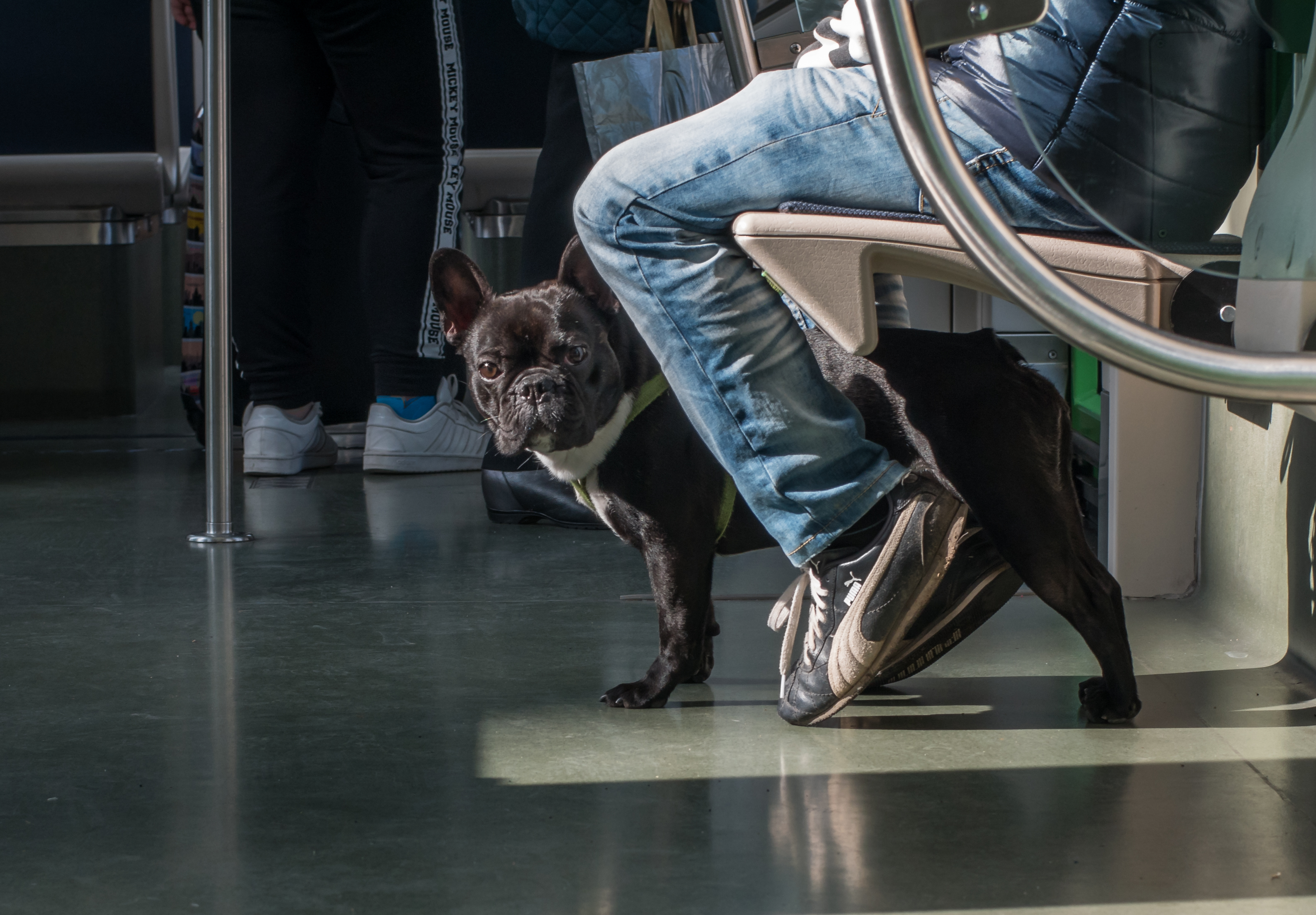Vitoria - Tranvía - Perro 01