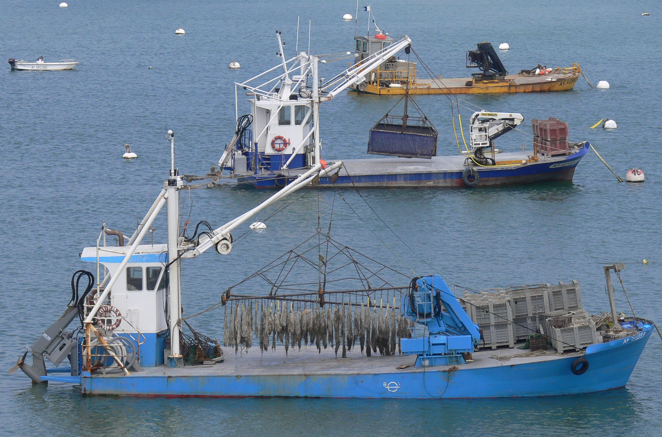 Moules bateaux