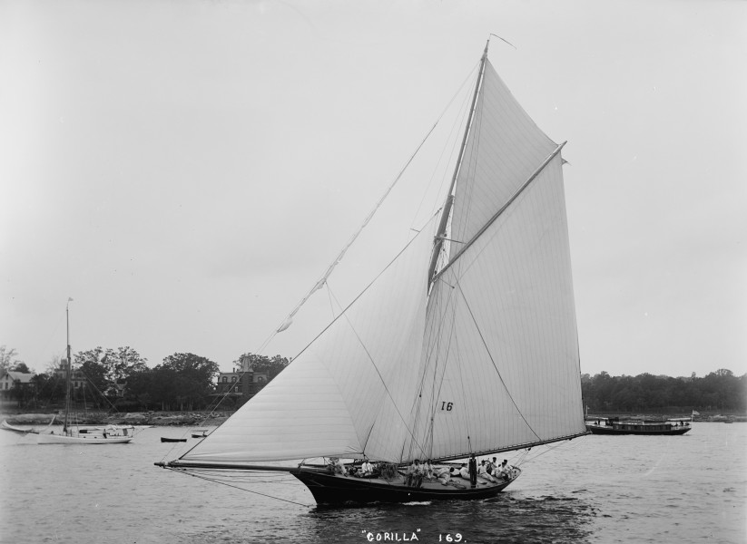 Sloop Gorilla-4