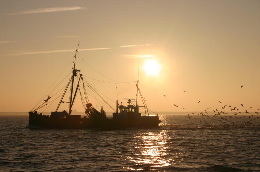 Trawler mit Möwen vor Makkum kurz nach Sonnenaufgang