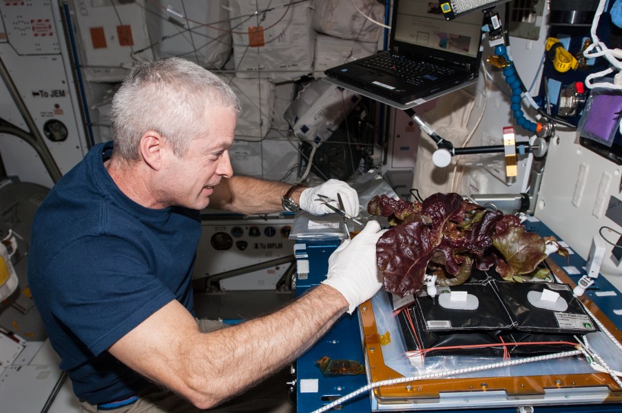 ISS-40 Steve Swanson harvests a crop of red romaine lettuce plants