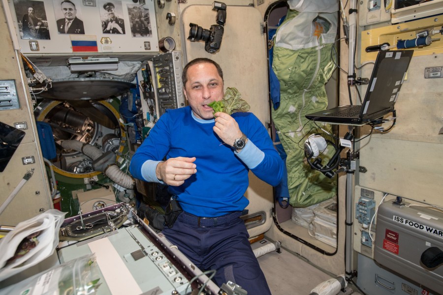 ISS-55 Anton Shkaplerov eats red romaine lettuce in the Zvezda Service Module