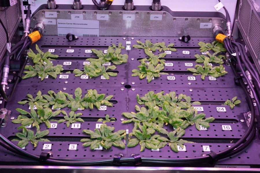 ISS-56 Arabidopsis plants inside the Advanced Plant Habitat (1)