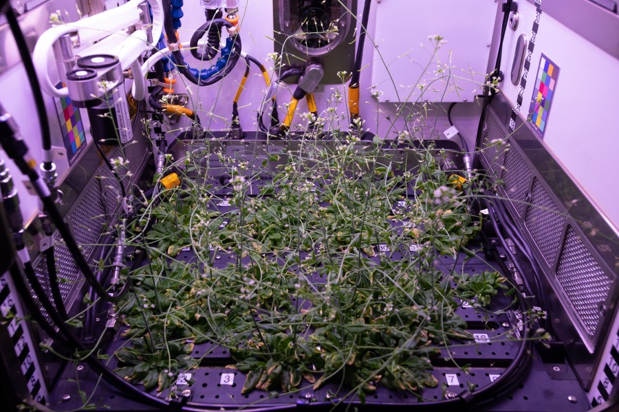 ISS-56 Arabidopsis plants inside the Advanced Plant Habitat (3)