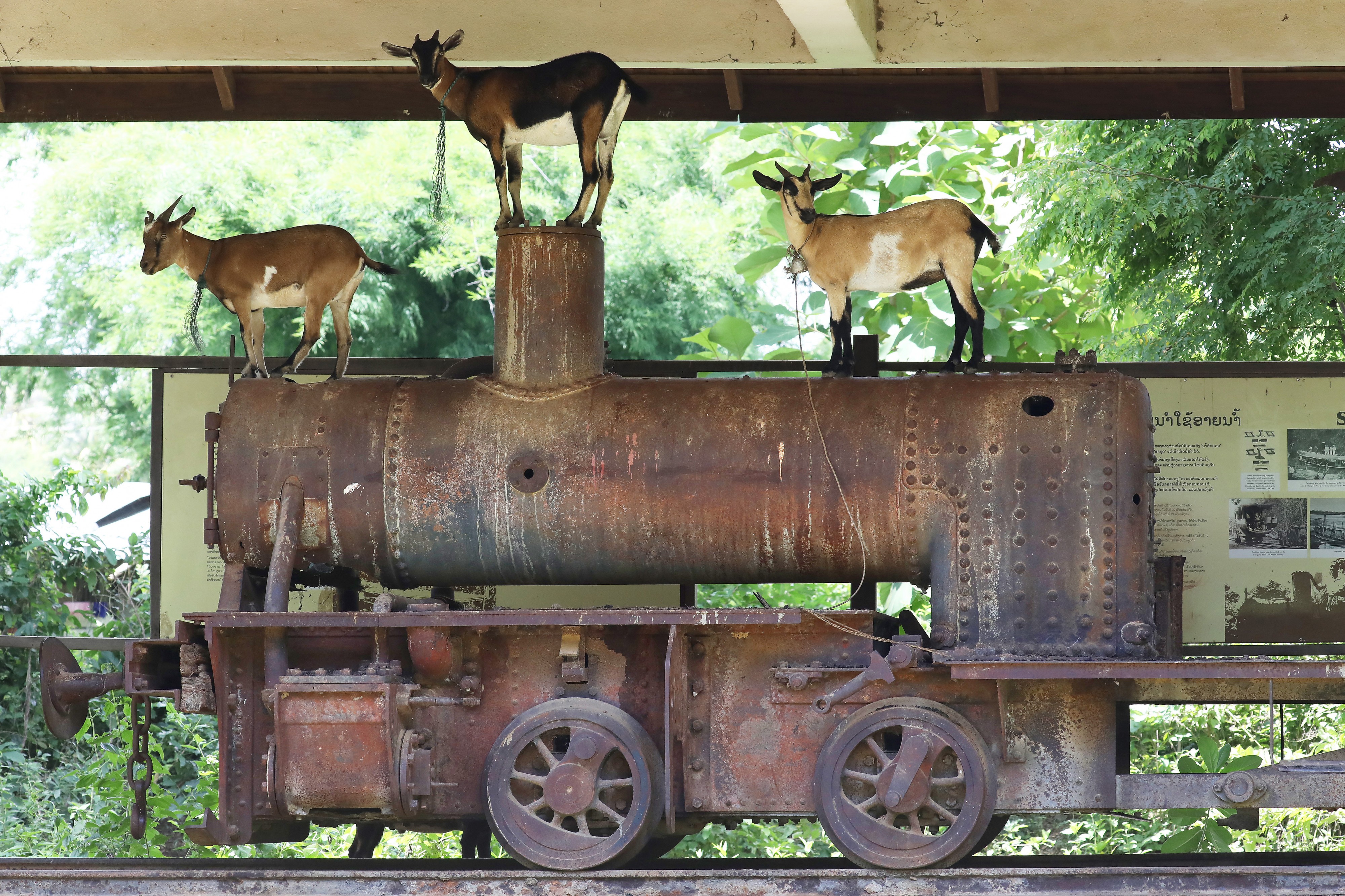 Historic locomotive hosting goats in Don Khon, Si Phan Don, Laos